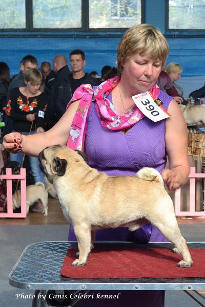 ВОВ класс чемпионов кобель HABENERO DE JAVU TANNER - CACIB
