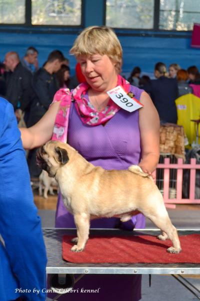 ВОВ класс чемпионов кобель HABENERO DE JAVU TANNER - CACIB