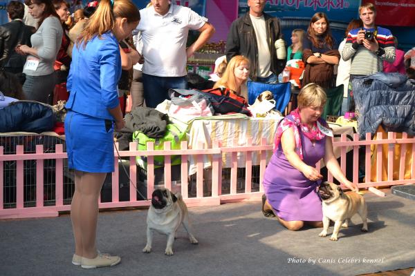 Сравнение кобелей на CACIB