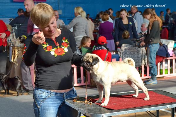 Интермедия сука INTERESNAYA BLONDINKA RODOM IZ MOPSLANDII - 4