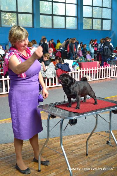 Открытый класс сука HABENERO DE JAVU MISS DELICACY DE MANNERS