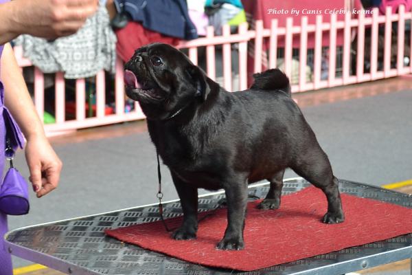 Открытый класс сука HABENERO DE JAVU MISS DELICACY DE MANNERS