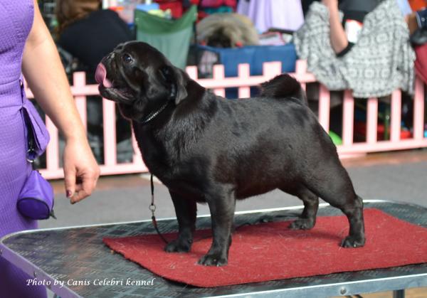 Открытый класс сука HABENERO DE JAVU MISS DELICACY DE MANNERS