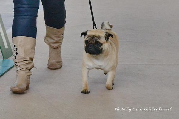 Юниор кобель AREC VON DEN PUFFIPUGS
