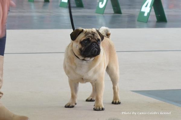 Юниор кобель AREC VON DEN PUFFIPUGS