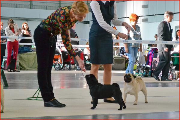 BOB юниоры сука DOMINO EFFECT ZAFIRA CANIS CELEBRI - JCAC