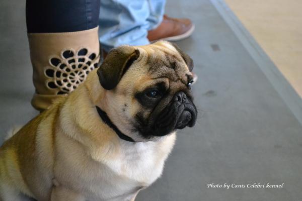 Юниор сука ANIKA VON DEN PUFFIPUGS - отлично-3