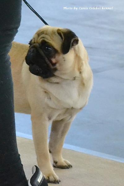 Юниор сука ANIKA VON DEN PUFFIPUGS - отлично-3