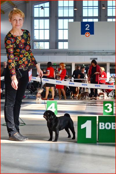 BOB юниоры сука DOMINO EFFECT ZAFIRA CANIS CELEBRI - JCAC
