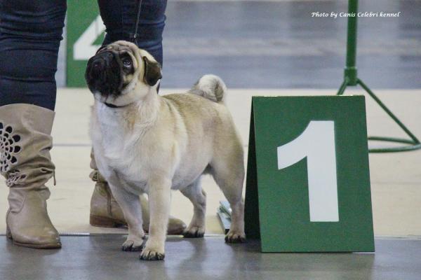 Лучший юниор кобель AREC VON DEN PUFFIPUGS