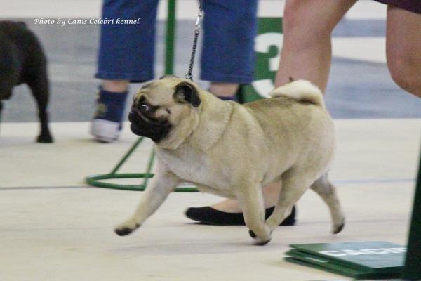 Лучший Кобель выставки открытый класс NATUREDOGS BELLS THE WILD ONE - CACIB