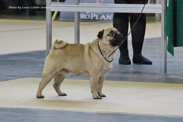 Лучший Кобель выставки открытый класс NATUREDOGS BELLS THE WILD ONE - CACIB