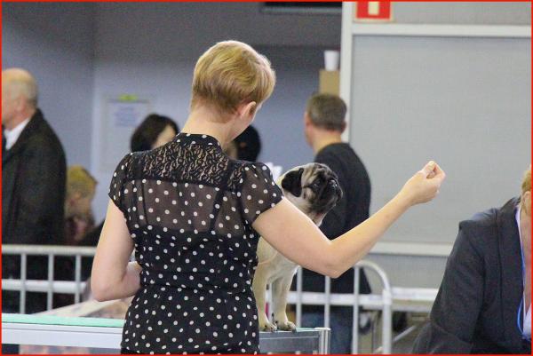 Класс чемпионов лучшая сука TAGRITANIA KASSIOPEA SAPFO - CAC, RCACIB