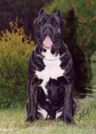 прадед по папе Armando (Gulliver x Pakita)
