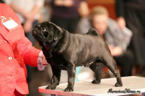 Класс чемпионов кобель Armlesler Maximus Iz Pokoleniya Zvezd - отл.-2