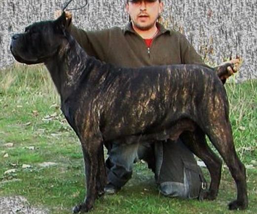 прабабушка по папе Arsa-Akira Nicopol Zvezdni (Aconito Antika Gloria x Dog Chown Biana) 