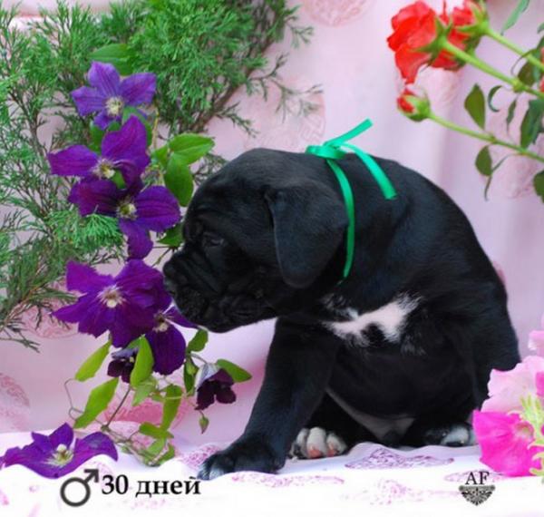 черный мальчик 30 дней (резерв)