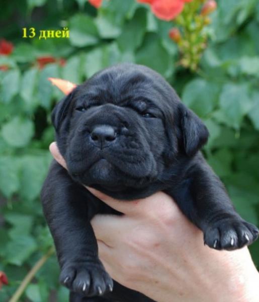 for sale black girl Rafaella / черная девочка Рафаэлла продается