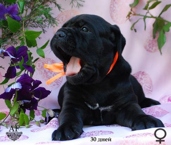 for sale black girl Rafaella / черная девочка Рафаэлла продается - 30 дней