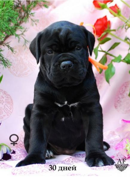 for sale black girl Rafaella / черная девочка Рафаэлла продается - 30 дней