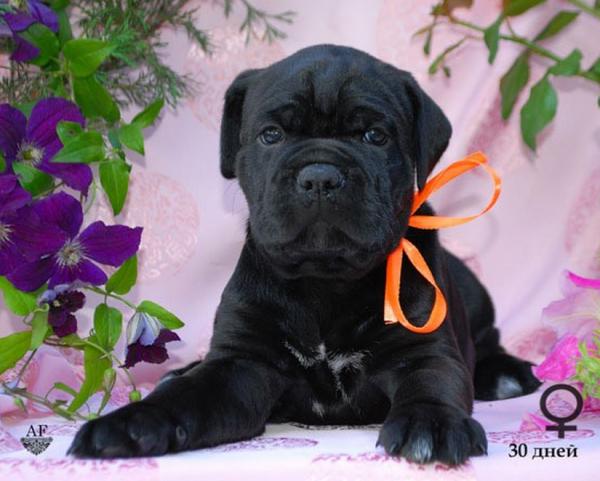 for sale black girl Rafaella / черная девочка Рафаэлла продается - 30 дней