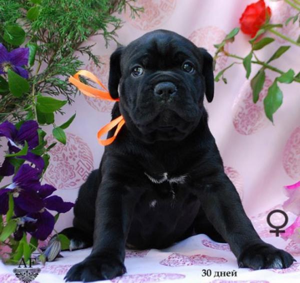 for sale black girl Rafaella / черная девочка Рафаэлла продается - 30 дней