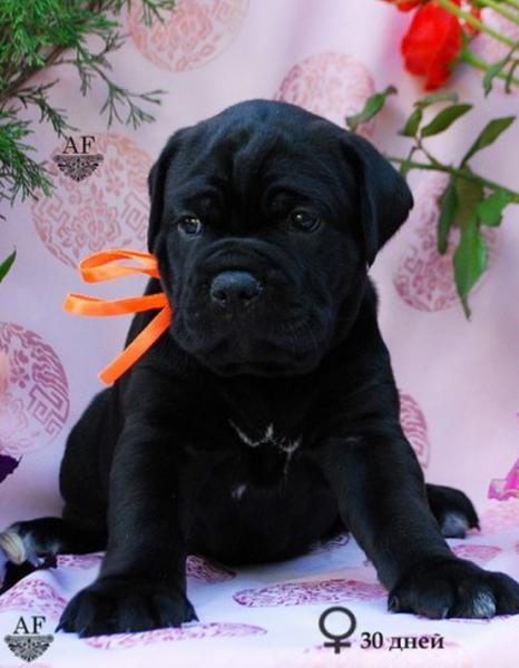 for sale black girl Rafaella / черная девочка Рафаэлла продается - 30 дней