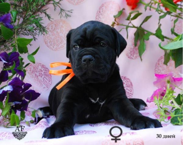 for sale black girl Rafaella / черная девочка Рафаэлла продается - 30 дней