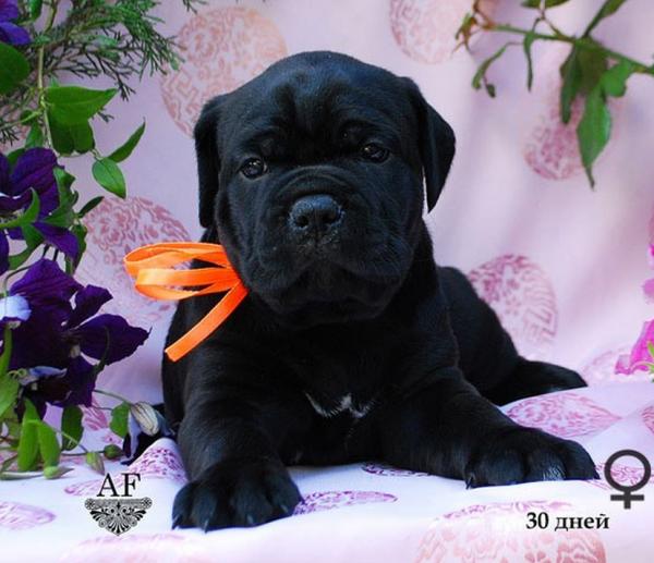 for sale black girl Rafaella / черная девочка Рафаэлла продается - 30 дней