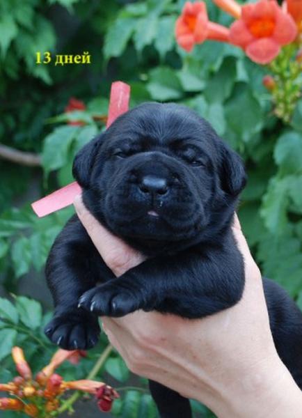 for sale black girl Rosalinda / черная девочка Розалинда продается