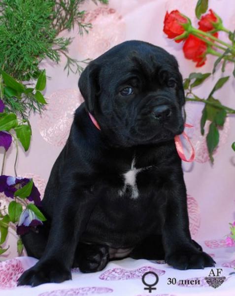 for sale black girl Rosalinda / черная девочка Розалинда продается - 30 дней