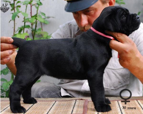 for sale black girl Rosalinda / черная девочка Розалинда продается - 30 дней