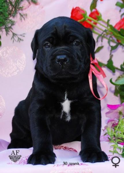 for sale black girl Rosalinda / черная девочка Розалинда продается - 30 дней