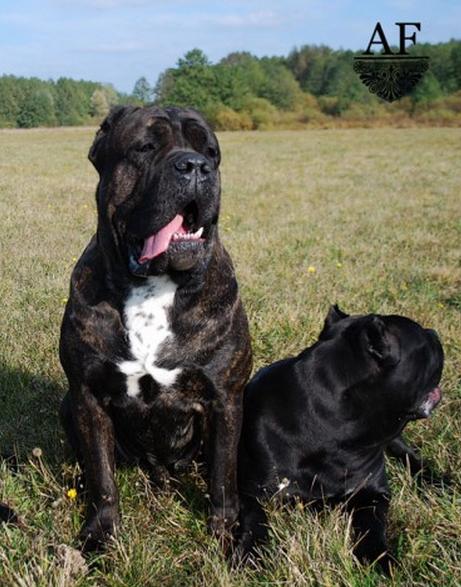 Grandfather: DEGAR ARNAS FIORISTA (Armando x MultiCH Arsa Akira)