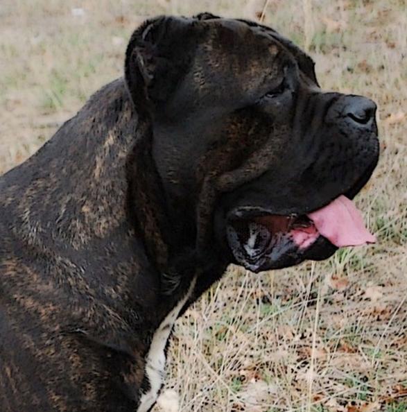 Grandfather: DEGAR ARNAS FIORISTA (Armando x MultiCH Arsa Akira)