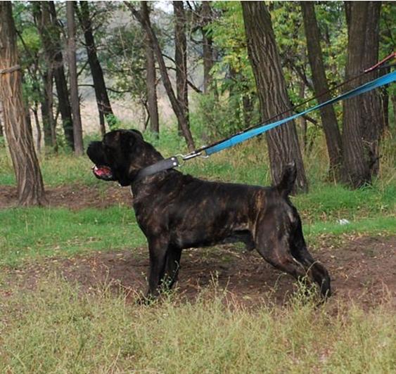 Grandfather: DEGAR ARNAS FIORISTA (Armando x MultiCH Arsa Akira)