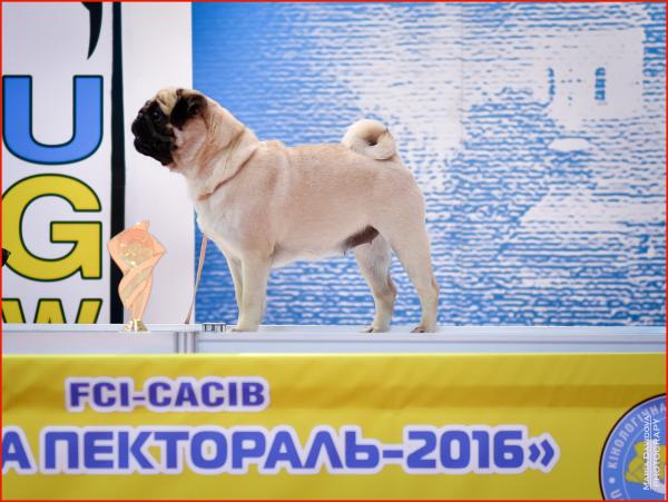 1,5 года