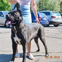 Mother: CANIS CELEBRI LANETTI (Nikolas Nostre Speranze x Power Of Style Vanessa)