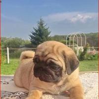 2 месяца