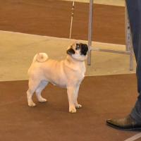 Лучший бэби сука AGNESHKA SWEET PUG UA