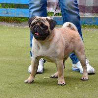 Лучший Юниор Выставки кобель CANIS CELEBRI MUNCHHAUSEN