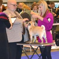 Юниор кобель BRUNO SWEET PUG UA