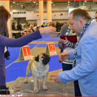 Интермедия кобель CANIS CELEBRI MUNCHHAUSEN - отлично-3