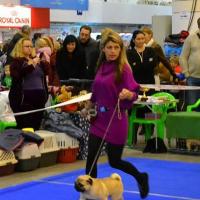 Юниор кобель BRUNO SWEET PUG UA