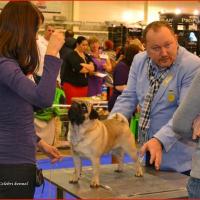 Интермедия кобель CANIS CELEBRI MUNCHHAUSEN - отлично-3