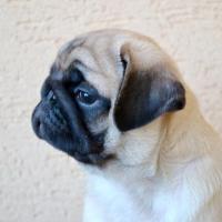 2 месяца