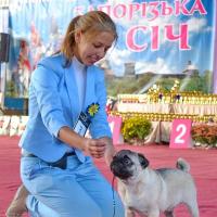 Щенок кобель CELENTANO PRIDE OF KHORTICA - перспектива