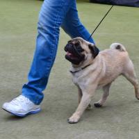 Лучший Юниор Выставки кобель CANIS CELEBRI MUNCHHAUSEN