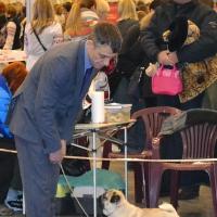 Класс чемпионов кобель ARCHIBALD SWEET PUG UA - RCAC, RCACIB