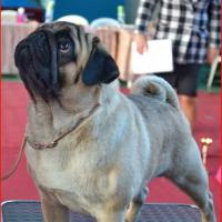 Юниор кобель CANIS CELEBRI MUNCHHAUSEN - ЮCC, отлично-2